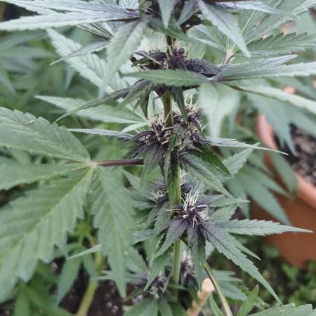 Buddha Purple Kush