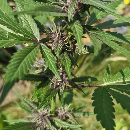 Buddha Purple Kush