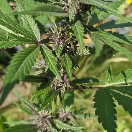 Buddha Purple Kush