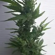 White Russian #2