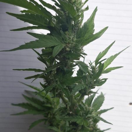 White Russian #2