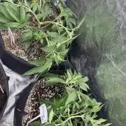 Raw genetics and greenpoint seeds diary