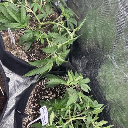 Raw genetics and greenpoint seeds diary