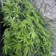 Raw genetics and greenpoint seeds diary