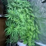 Raw genetics and greenpoint seeds diary