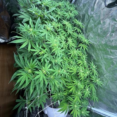 Raw genetics and greenpoint seeds diary
