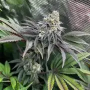 Raw genetics and greenpoint seeds diary