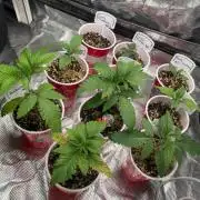 Raw genetics and greenpoint seeds diary