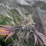 Raw genetics and greenpoint seeds diary