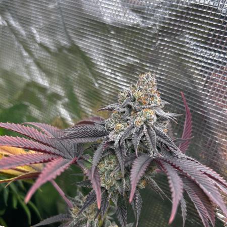 Raw genetics and greenpoint seeds diary