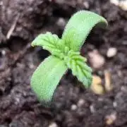 Med Grow