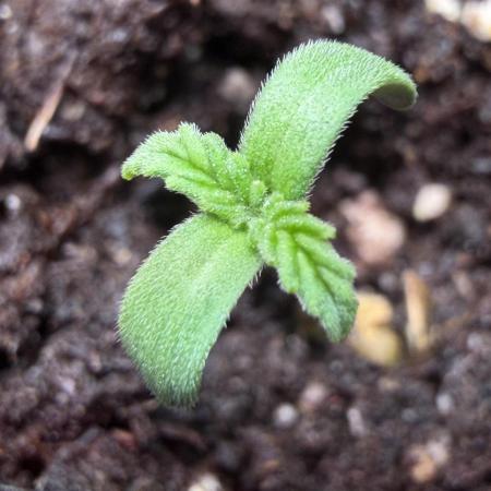 Med Grow