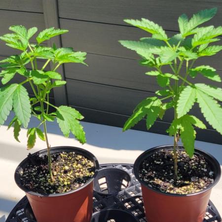 Blueberry Fem  Dutch Passion