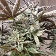 Gandalf-CZ Seasone 1- Mokum’s Tulip
