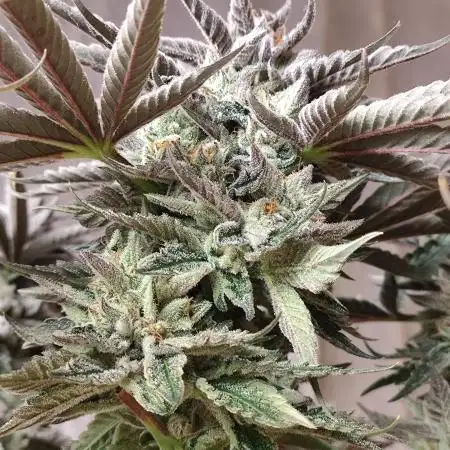 Gandalf-CZ Seasone 1- Mokum’s Tulip