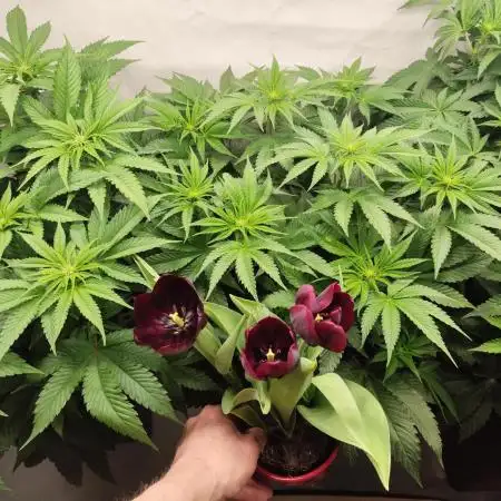 Gandalf-CZ Seasone 1- Mokum’s Tulip