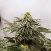 Seasone 2- Hella Jelly