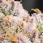 Mimosa x Orange Punch