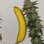 Mimosa x Orange Punch