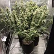 Mimosa x Orange Punch