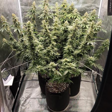 Mimosa x Orange Punch