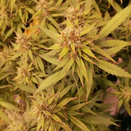 Wedding Cheesecake #2