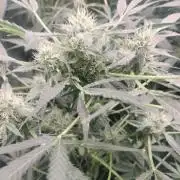 Tramuntana Critical Cherry #2