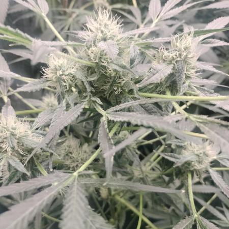 Tramuntana Critical Cherry #2