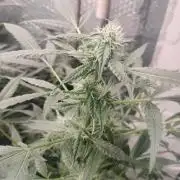 Blueberry Queques