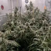 Tramuntana Critical Cherry #1
