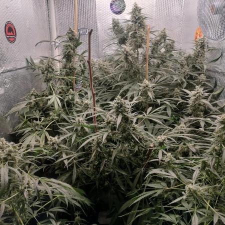 Tramuntana Critical Cherry #1