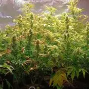 SDRA-CBD