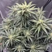 Cherry Cola RF3