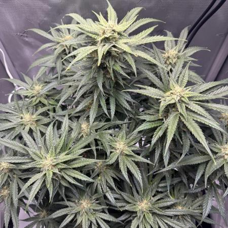Cherry Cola RF3