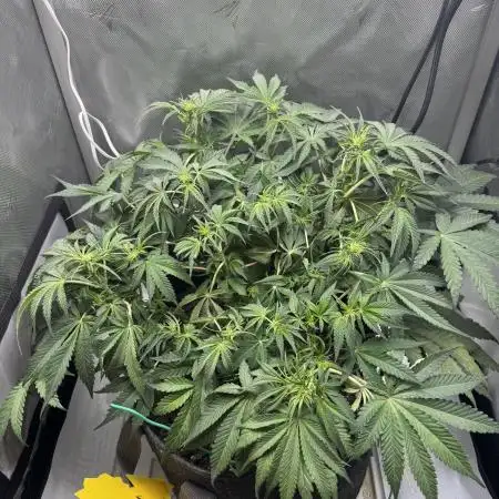 Cherry Cola RF3