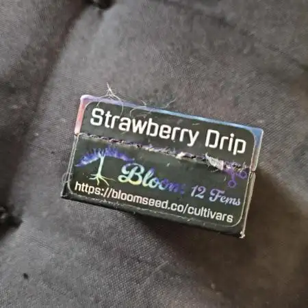 A new beginning - Strawberry Drip