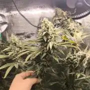A new beginning - Strawberry Drip