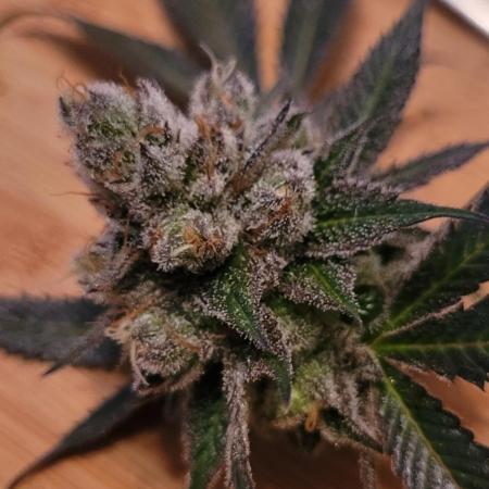 BioBandit's Passion