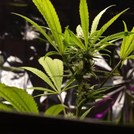 BioBandit's Passion