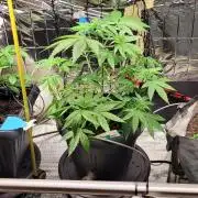 BioBandit's FastBuds Lemonpaya run