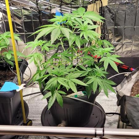 BioBandit's FastBuds Lemonpaya run