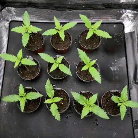 Name that Strain F1 Seed Run