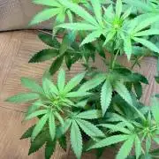 FrostBanger Auto (F4) from Fast Buds
