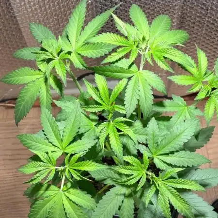 FrostBanger Auto (F4) from Fast Buds