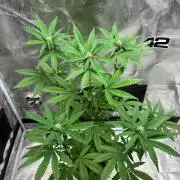 FrostBanger Auto (F4) from Fast Buds