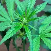 FrostBanger Auto (F4) from Fast Buds