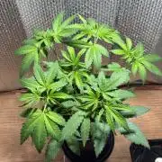 FrostBanger Auto (F4) from Fast Buds