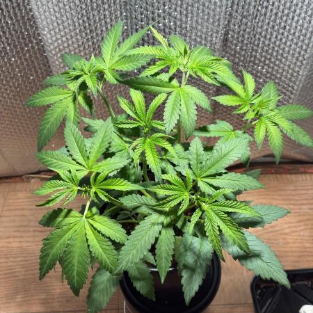 FrostBanger Auto (F4) from Fast Buds