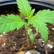 Pineapple OG Auto F4 Fast Buds