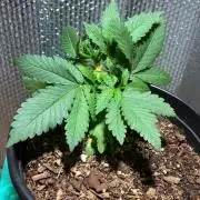 FrostBanger Auto (F4) from Fast Buds